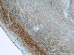 GLAST Antibody in Immunohistochemistry (Paraffin) (IHC (P))