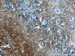 GLAST Antibody in Immunohistochemistry (Paraffin) (IHC (P))