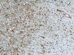 GLAST Antibody in Immunohistochemistry (Paraffin) (IHC (P))