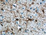 GLAST Antibody in Immunohistochemistry (Paraffin) (IHC (P))