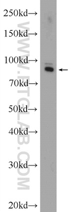 GLAST Antibody in Western Blot (WB)