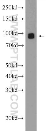 GLAST Antibody in Western Blot (WB)
