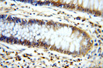 WDR55 Antibody in Immunohistochemistry (Paraffin) (IHC (P))