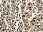 WDR55 Antibody in Immunohistochemistry (Paraffin) (IHC (P))