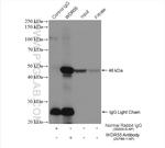 WDR55 Antibody in Immunoprecipitation (IP)