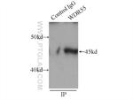 WDR55 Antibody in Immunoprecipitation (IP)