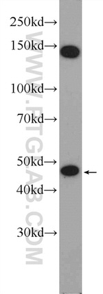 WDR55 Antibody in Western Blot (WB)