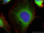 MAP7D1 Antibody in Immunocytochemistry (ICC/IF)