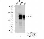MAP7D1 Antibody in Immunoprecipitation (IP)