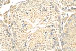 GPR172B Antibody in Immunohistochemistry (Paraffin) (IHC (P))