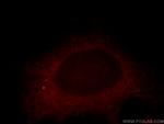 RNF133 Antibody in Immunocytochemistry (ICC/IF)