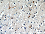 RNF133 Antibody in Immunohistochemistry (Paraffin) (IHC (P))