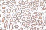 RNF133 Antibody in Immunohistochemistry (Paraffin) (IHC (P))