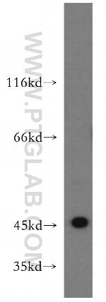 RNF133 Antibody in Western Blot (WB)