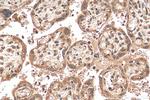 ZNF346 Antibody in Immunohistochemistry (Paraffin) (IHC (P))