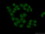 C7orf50 Antibody in Immunocytochemistry (ICC/IF)