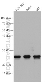 C7orf50 Antibody in Western Blot (WB)