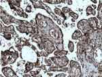 SPRYD5 Antibody in Immunohistochemistry (Paraffin) (IHC (P))