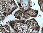 SPRYD5 Antibody in Immunohistochemistry (Paraffin) (IHC (P))