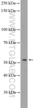 SPRYD5 Antibody in Western Blot (WB)