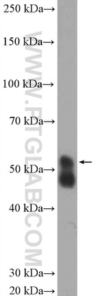 SPRYD5 Antibody in Western Blot (WB)