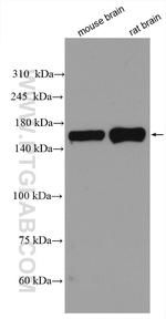 CLASP1 Antibody in Western Blot (WB)