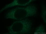 ZNF622 Antibody in Immunocytochemistry (ICC/IF)