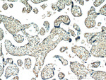 neuron navigator 1 Antibody in Immunohistochemistry (Paraffin) (IHC (P))