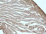 C16orf14 Antibody in Immunohistochemistry (Paraffin) (IHC (P))
