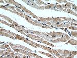 C16orf14 Antibody in Immunohistochemistry (Paraffin) (IHC (P))