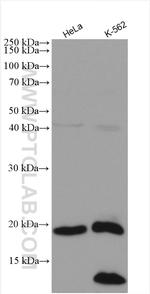 C16orf14 Antibody in Western Blot (WB)