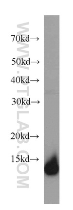 TXNDC17 Antibody in Western Blot (WB)