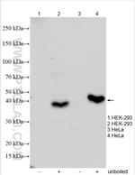 APBA3 Antibody in Western Blot (WB)