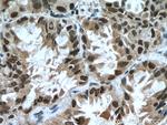 KDM1 Antibody in Immunohistochemistry (Paraffin) (IHC (P))