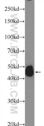 SHD Antibody in Western Blot (WB)