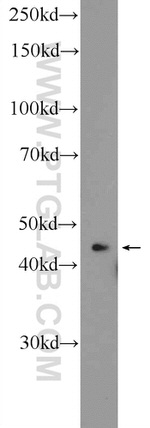 SHD Antibody in Western Blot (WB)