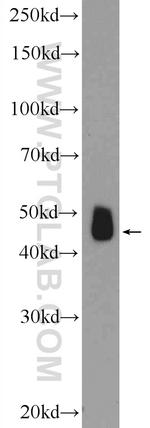 SHD Antibody in Western Blot (WB)