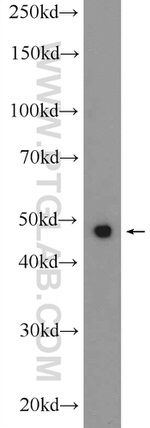 SHD Antibody in Western Blot (WB)