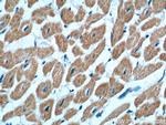 KAZALD1 Antibody in Immunohistochemistry (Paraffin) (IHC (P))