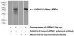 KAZALD1 Antibody in Western Blot (WB)