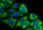 PTDSS1 Antibody in Immunocytochemistry (ICC/IF)