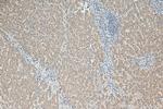 GALNT10 Antibody in Immunohistochemistry (Paraffin) (IHC (P))