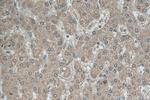GALNT10 Antibody in Immunohistochemistry (Paraffin) (IHC (P))