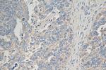 GALNT10 Antibody in Immunohistochemistry (Paraffin) (IHC (P))