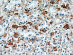SGSM3 Antibody in Immunohistochemistry (Paraffin) (IHC (P))
