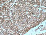 SGSM3 Antibody in Immunohistochemistry (Paraffin) (IHC (P))