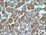 SGSM3 Antibody in Immunohistochemistry (Paraffin) (IHC (P))