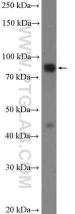 SGSM3 Antibody in Western Blot (WB)