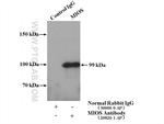 MIOS Antibody in Immunoprecipitation (IP)