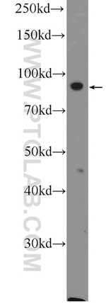 MIOS Antibody in Western Blot (WB)
